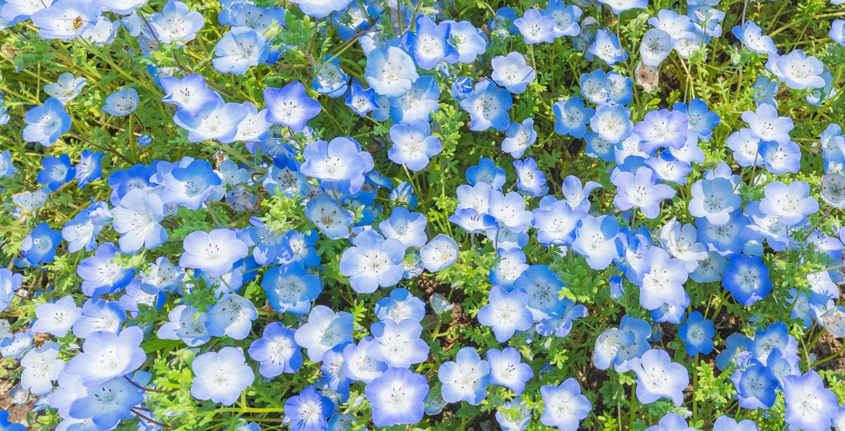 こころ 本日 1月28日の誕生花はネモフィラでございます 花言葉は どこでも成功 でございます こころ 本日 1月28日の誕生花はネモフィラでございます 花言葉は どこでも成功 でございます