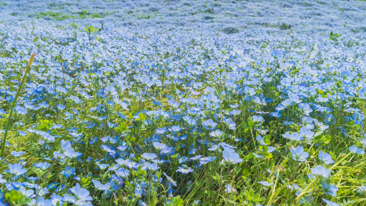 こころ 本日 1月28日の誕生花はネモフィラでございます 花言葉は どこでも成功 でございます こころ 本日 1月28日の誕生花はネモフィラでございます 花言葉は どこでも成功 でございます