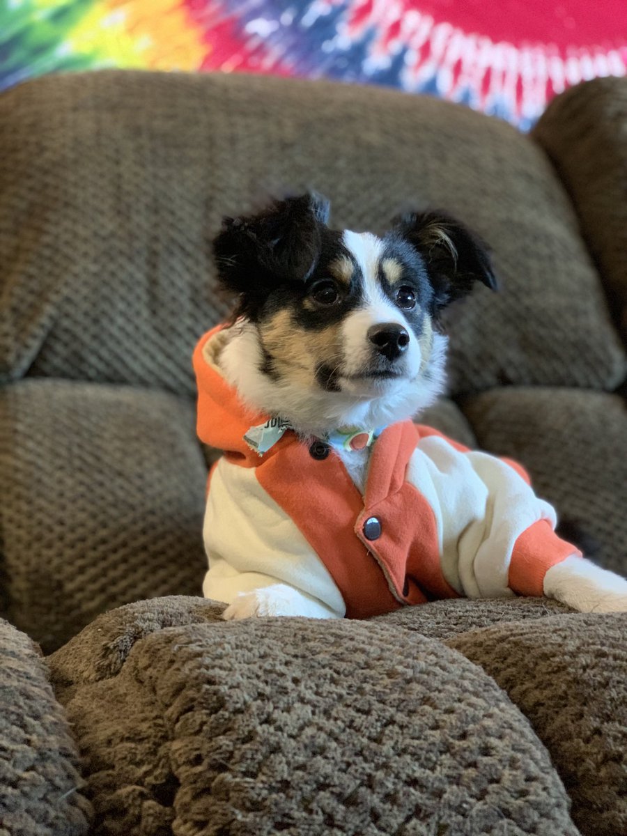 k9momdotcom tweet picture