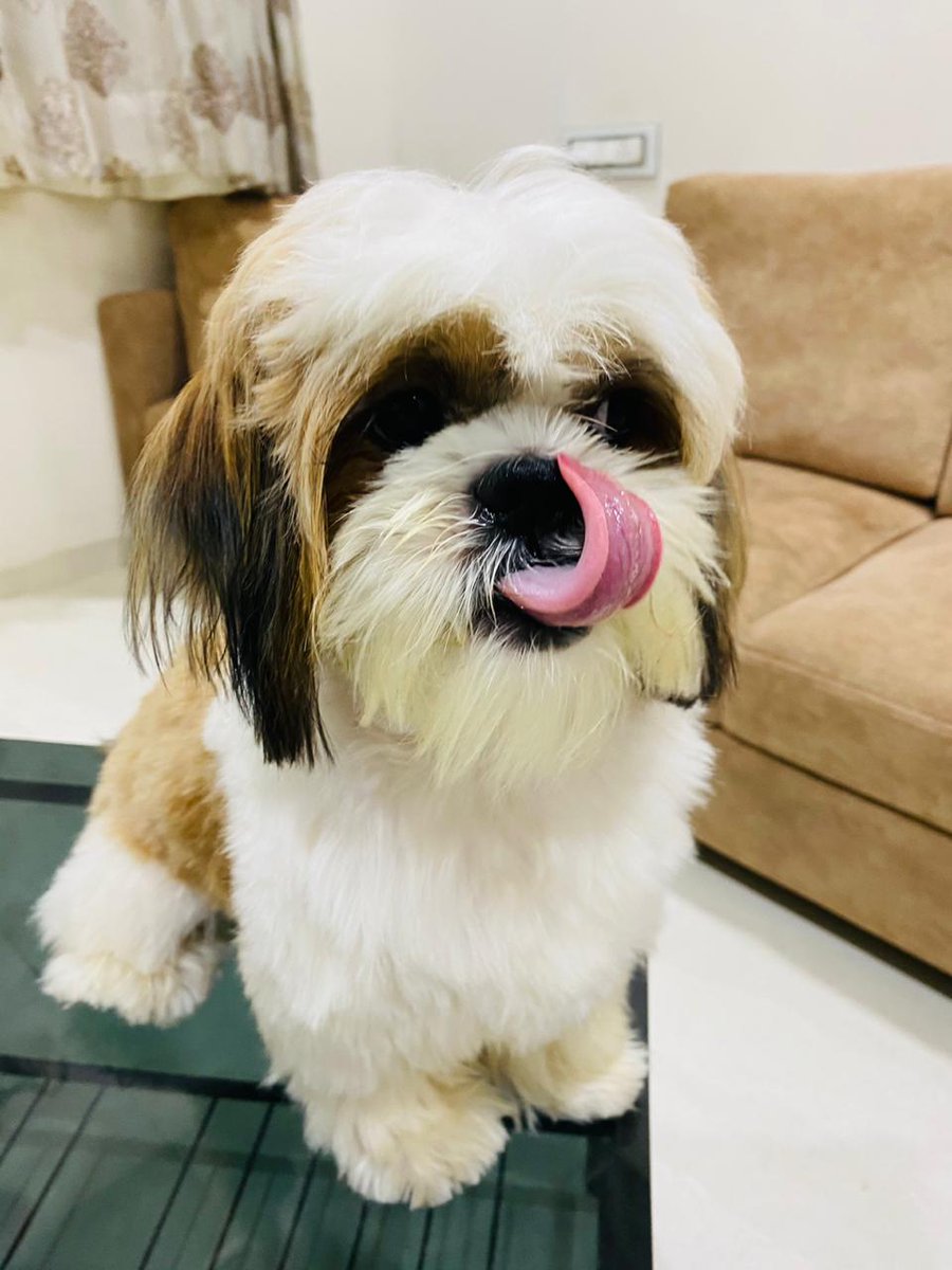 fuckuhnext's tweet photo. @Taraadube The person                               the pet https://t.co/j8FhdbQmae