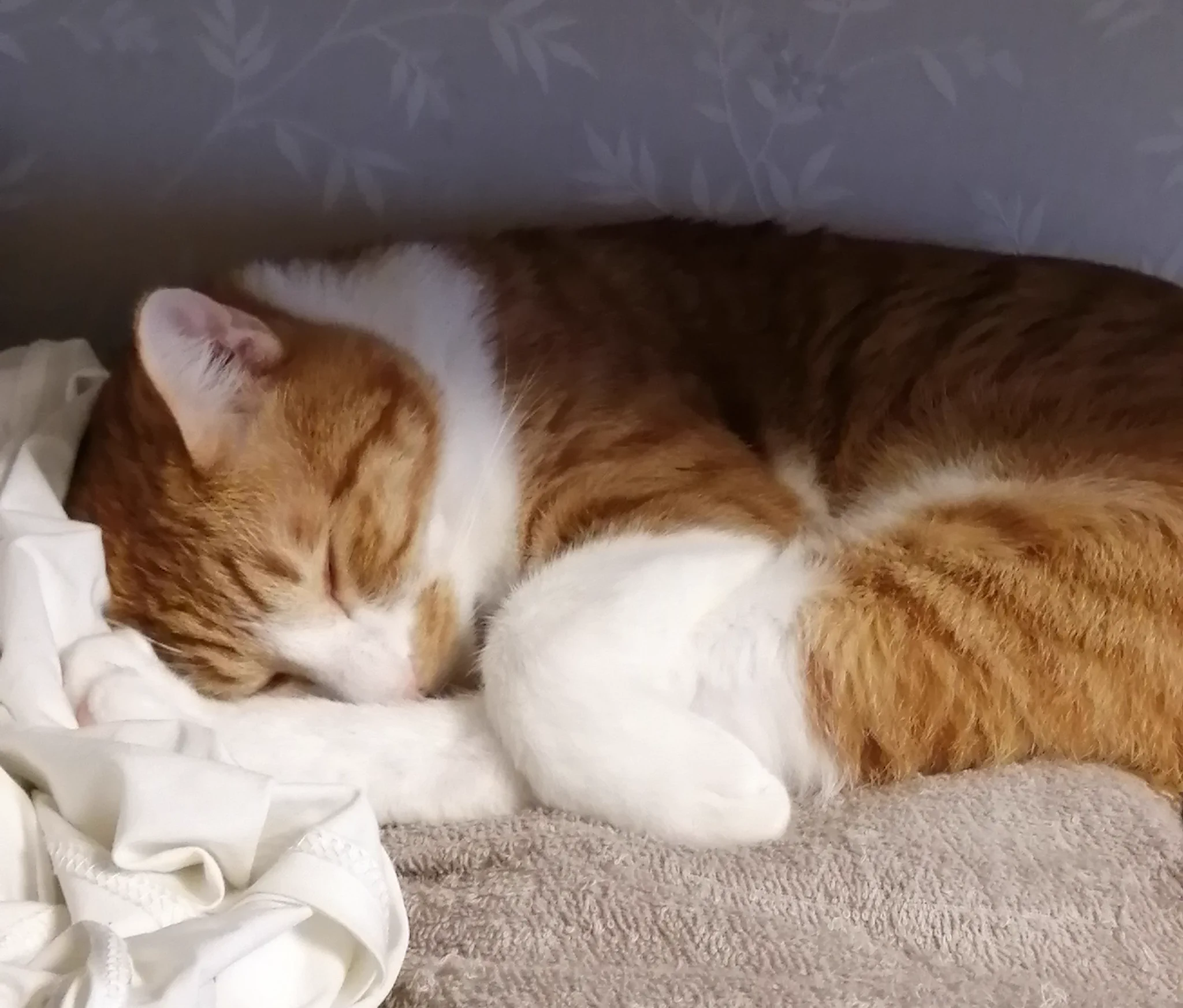 @zGWi7cwSwdRGAOs 犬はできて猫はできな、いや、やらない。
なぜなのか
(※よく寝ることはできます！) 