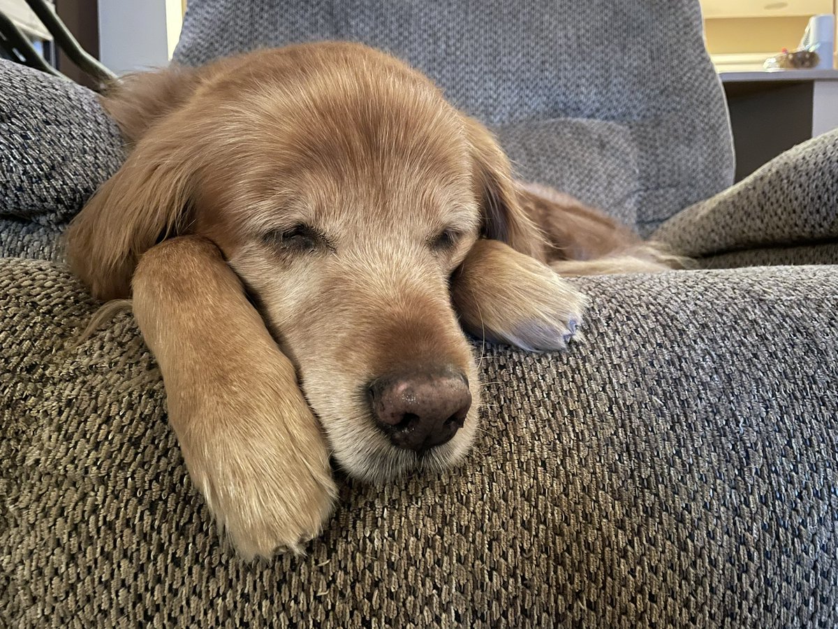 TourdeShadow's tweet image. Seizure (we think maybe) number one. My brother tried to get me to read Clifford with him.