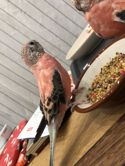 アキクサインコローズのtwitterイラスト検索結果