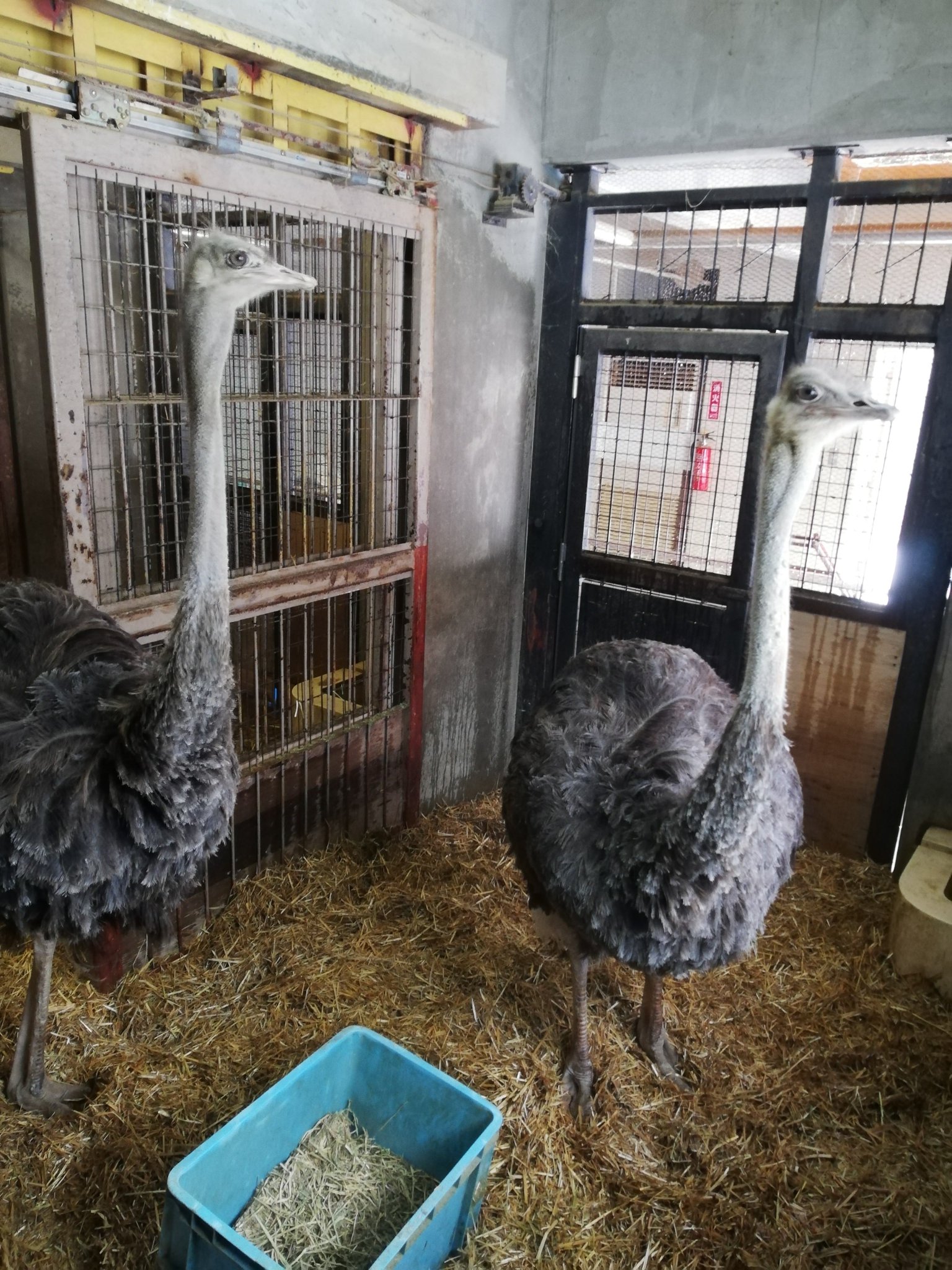 盛岡市動物公園 Zoomo 高病原性鳥インフルエンザ の感染予防対策として野鳥との接触を避けるため室内で過ごす時間が長くなっているダチョウの寝室を3部屋行き来できるようにしました これで少しは運動不足解消になるといいなぁ 大きいほうが だちょみ