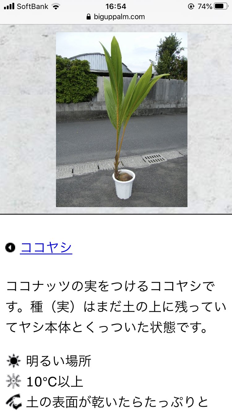 かずのこ そこさくでゲットしたヤシの木は何が来るんだろう 実が成ったらプレゼントするって言ってたからココヤシ 王道でアレカヤシかテーブルヤシ それか澤部さんが頑張ってソテツ買うか 笑 王道なヤシ だと1万以下で買えるから13ヤシぐらい買っ