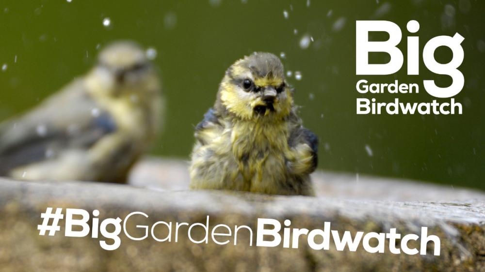 Take part in <a href="/Natures_Voice/">RSPB</a>'s Big Garden Birdwatch 29-31 January (starts tomorrow!)

Enjoy an hour with nature and discover the wildlife on your doorstep!

Download your free guide...
👉 bit.ly/GardenBirdwatc…