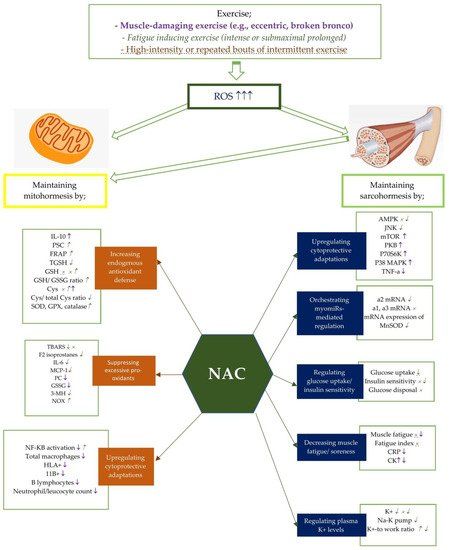 #Review: "How N-Acetylcysteine Supplementation Affects #Redox Regulation, Especially at #Mitohormesis and #Sarcohormesis". #exercise #NAC #antioxidants #supplements https://t.co/RapQeihaPP https://t.co/ZCddo8wTtA