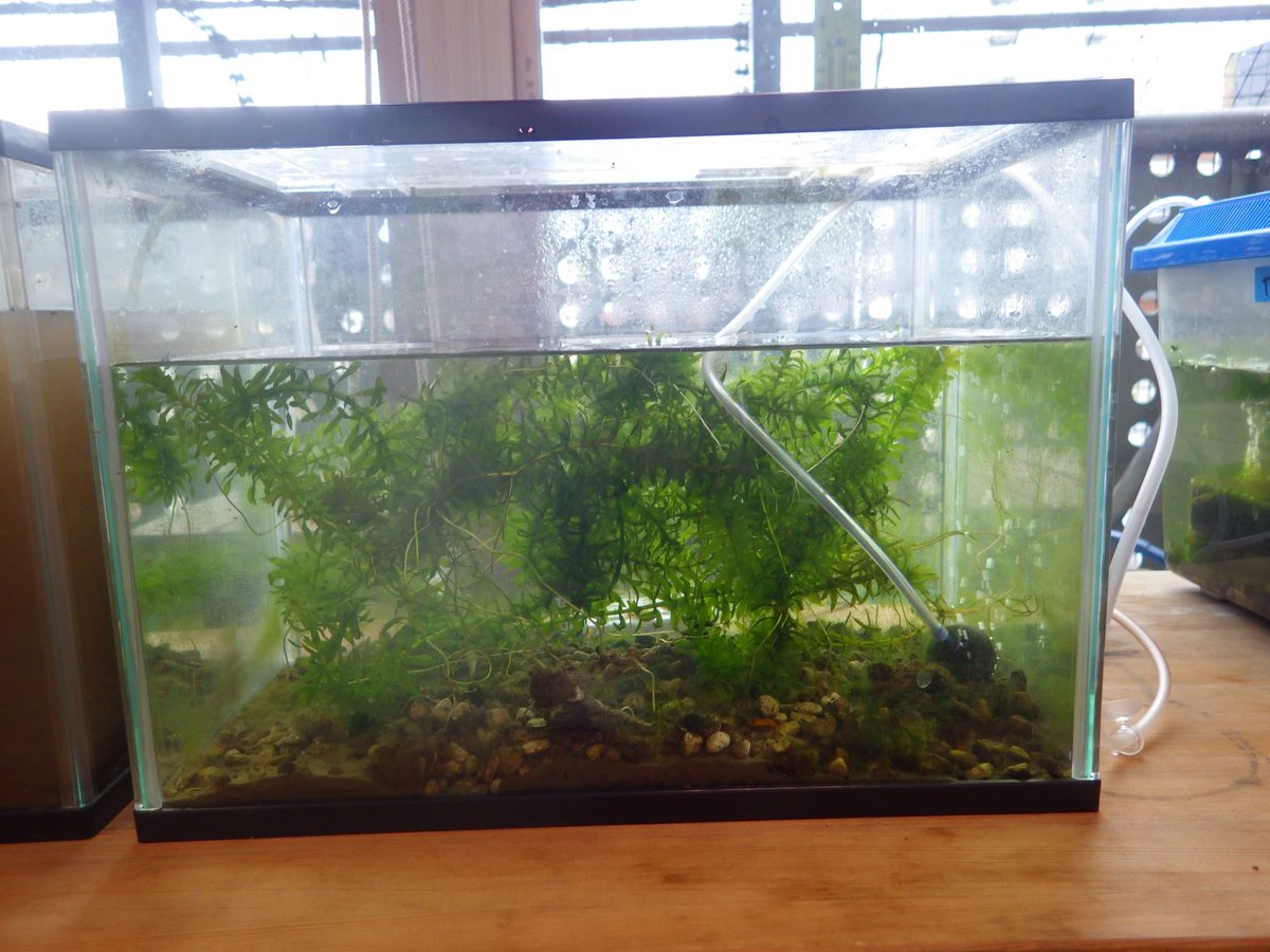 まわるん るん るん 今日は水槽展示のレイアウトの変更作業 ビオトープの池を再現するため 床材を荒木田土 に変えたんだけど 見えない フィルターで土が舞うみたい 対策を考え中 展示リニューアルの様子 自然ゾーン アクアリウム