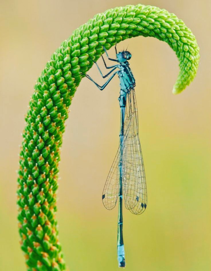 Dragon fly 🌱🌱🌱🌱🌱🌱🌱🌱🌱

#Dragonflyphotography
#TwitterNatureCommunity