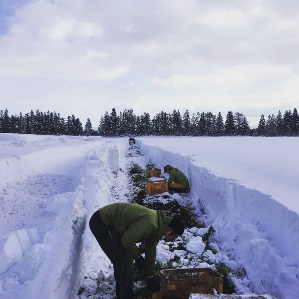 magicpman's tweet image. めっちゃ厳しい環境で生産者さんが収穫してくださった雪の下野菜は、しみじみ美味しいっす。