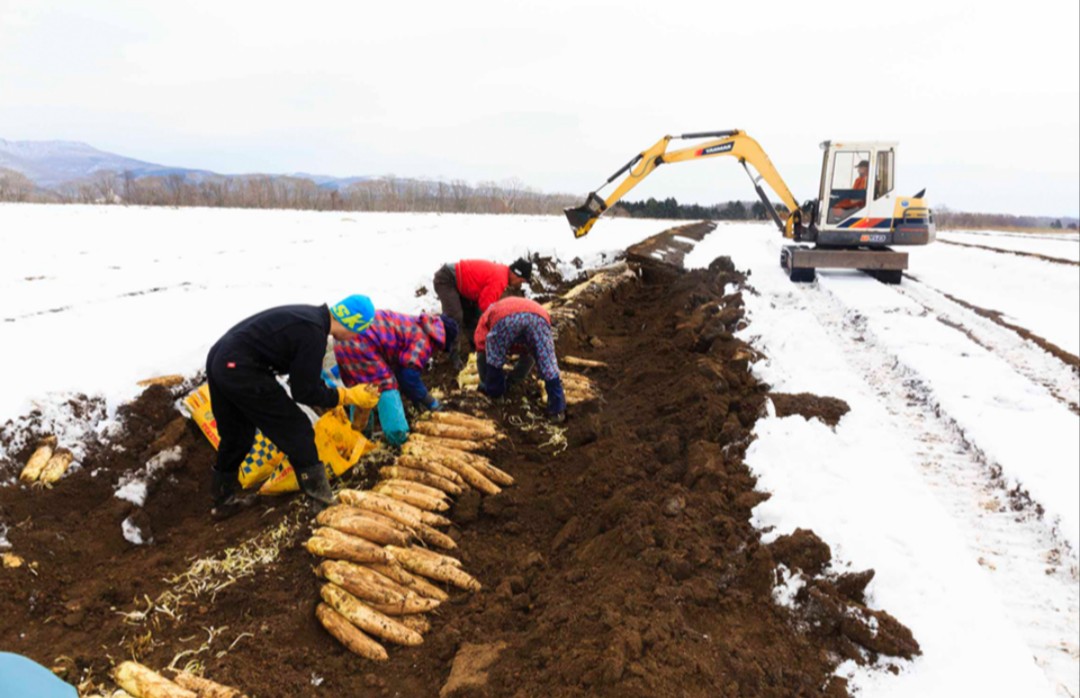 magicpman's tweet image. めっちゃ厳しい環境で生産者さんが収穫してくださった雪の下野菜は、しみじみ美味しいっす。