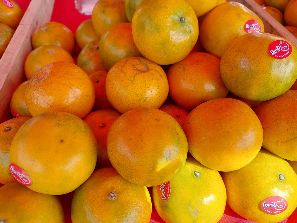 Tuckykrub's tweet photo. ส้มจากสวน อ.ฝาง จ.เชียงใหม่ รับประกันความอร่อย 1 กล่องมี 10 โล
เบอร์ 5 กล่องละ 650 บาท รวมส่ง
เบอร์ 6 กล่องละ 750 บาท รวมส่ง
จัดเรียงใส่ช่องกันกระแทก กันช้ำ ถึงปลายทางอย่างสวยงามแน่นอนจ้า
หรือแวะมาซื้อได้ที่หน้าร้านกาแฟนะครับ ตั้งแต่ 7 โมงเช้า - ห้าโมงเย็น
#Fangcafe https://t.co/vctJHiM8EN