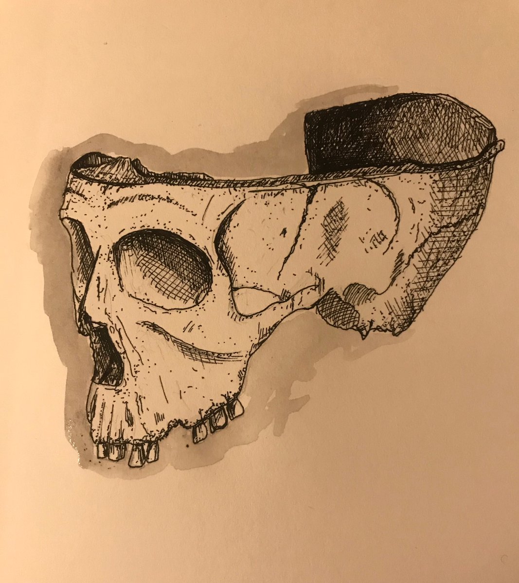 15) Beyond the single images of stray finds on the foreshore, drawing the skull with craniotomy was a challenge – this man’s face was again reconstructed by  @FaceLabLJMU . Drawing scenes in the pathology lab also add to memories.  #digideath