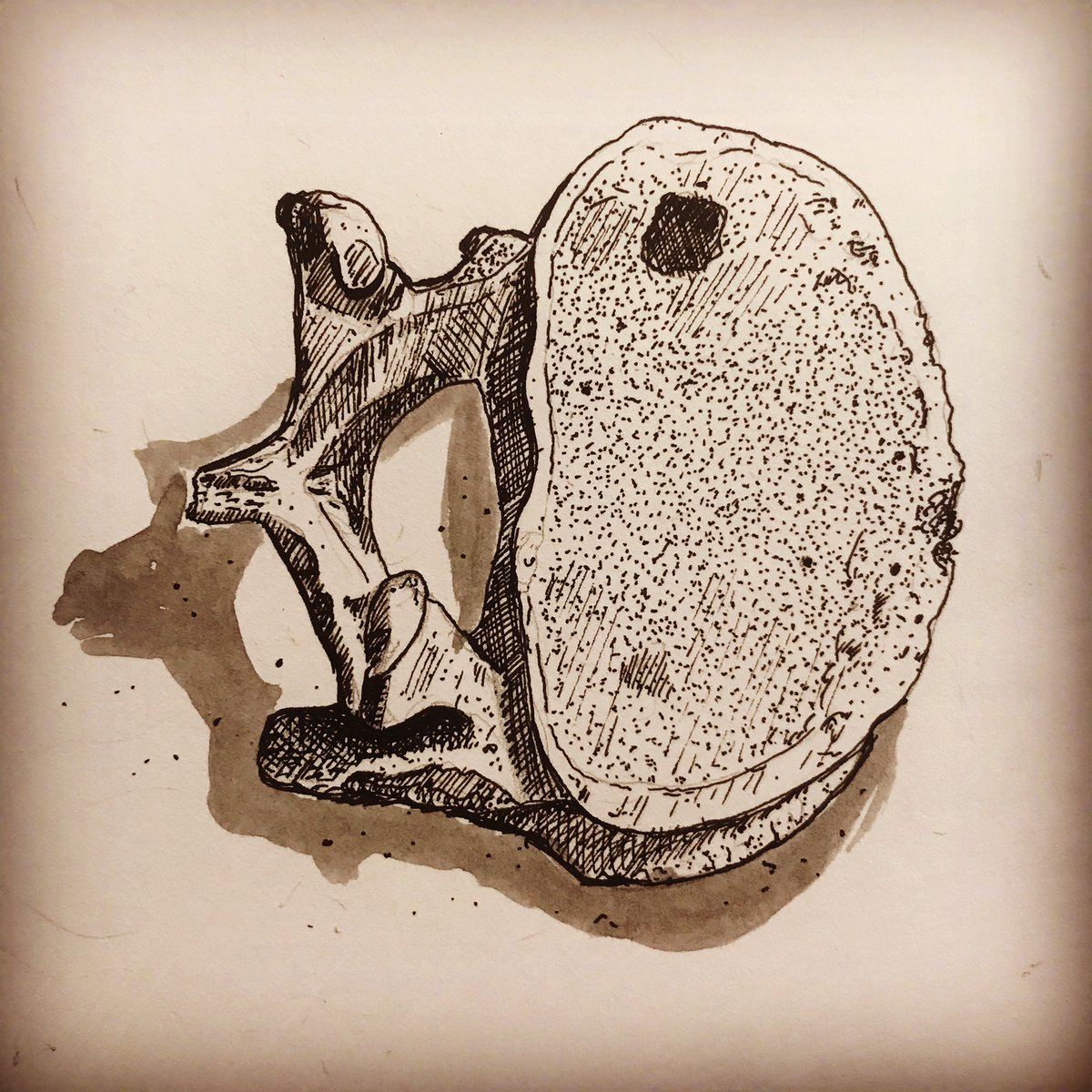 15) Beyond the single images of stray finds on the foreshore, drawing the skull with craniotomy was a challenge – this man’s face was again reconstructed by  @FaceLabLJMU . Drawing scenes in the pathology lab also add to memories.  #digideath