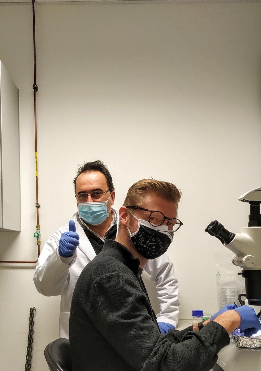 An inspiring picture: professor Sampaolesi today is #mentoring @charlykeystman, postdoc from <a href="/uhasselt/">Universiteit Hasselt</a> collaborating with us on the #interreg GYM project. #generateyourmuscle
@maasuniversity 
<a href="/KU_Leuven/">KU Leuven</a>