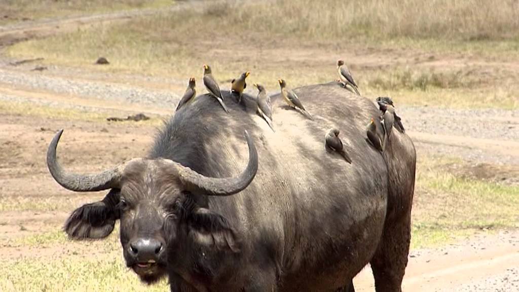 Let me explain what is happening with hedge funds and Redditors with a non-econ, non-math analogy. Imagine the stock market as an eco-system. In this eco-system, buffalo are companies. The Ox-pecker which eats buffalo ticks and hitches rides on it are its consumers.