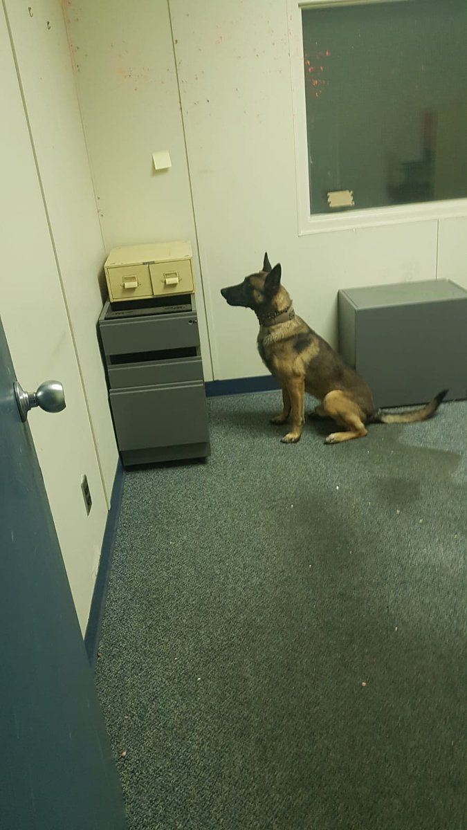 Just some of the pups finding explosives or narcotics!!! #BellLetsTalk