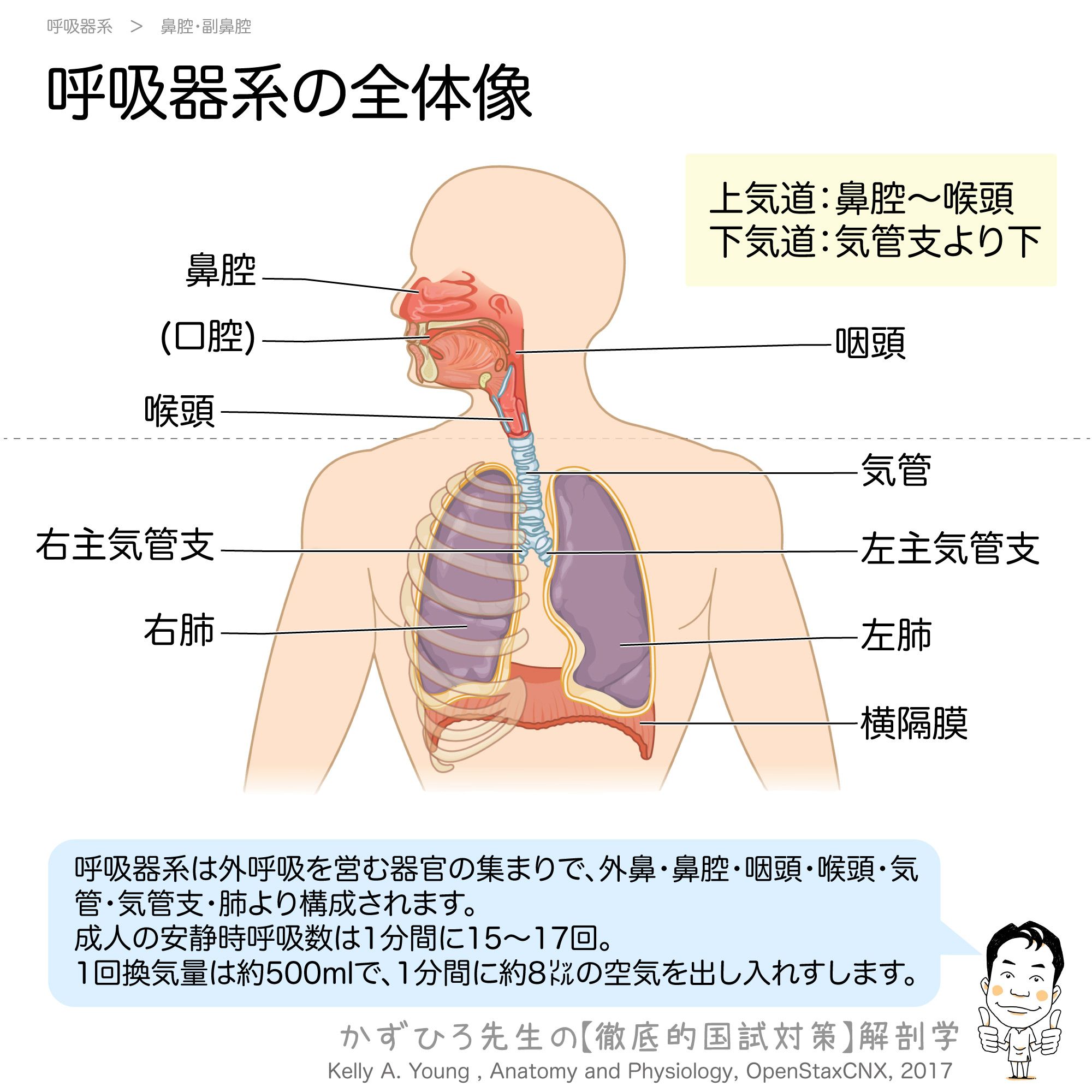 黒澤一弘（かずひろ）解剖学IT教育・指圧師・ラダック on X