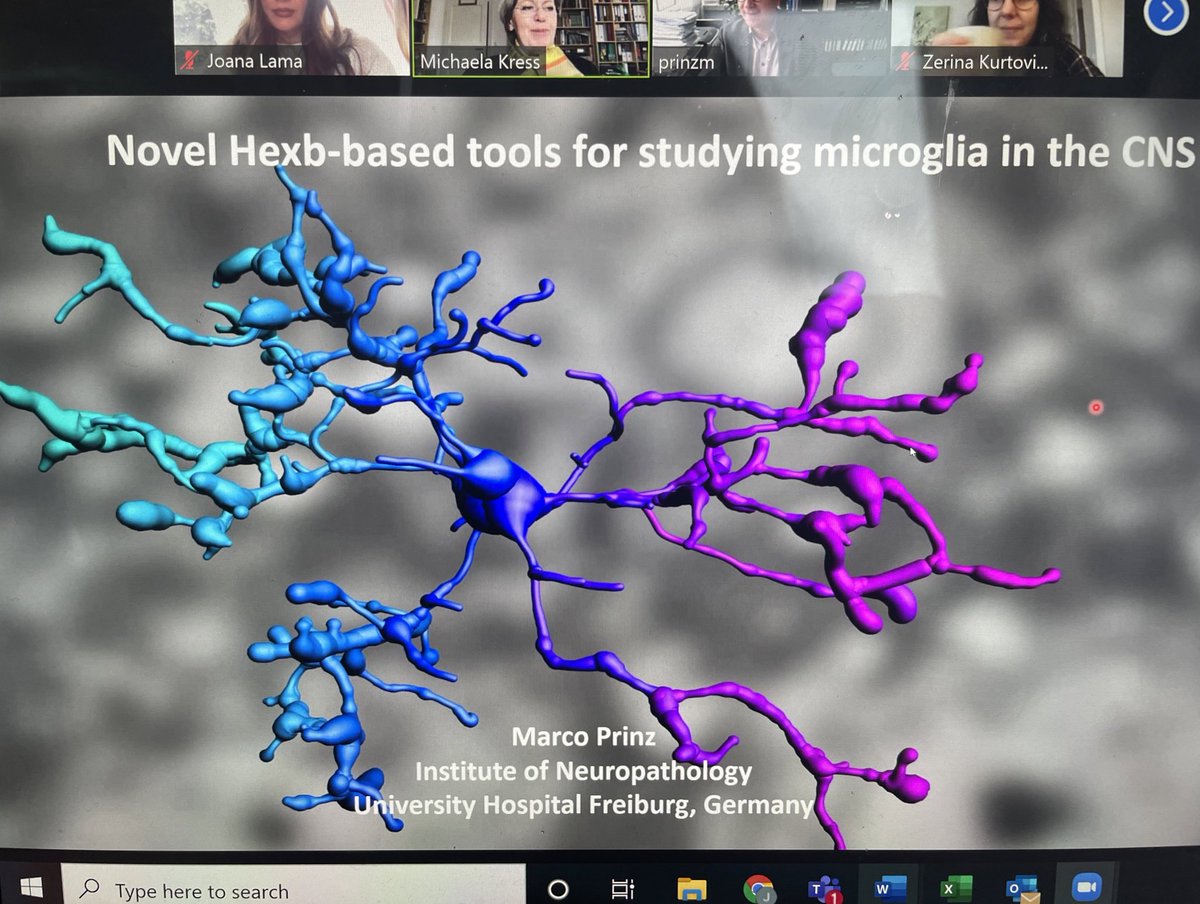 AtpainBe's tweet photo. Yesterday microglia stole the limelight in our Winter school. Another excellent speaker and expert in the field of microglia, Professor Marco Prinz shared with us his exciting and groundbreaking findings about Hexb and microglia! #microglia #hexb #marcoprinz #TOBeATPAIN #MSCA https://t.co/rBrA7TL0wl