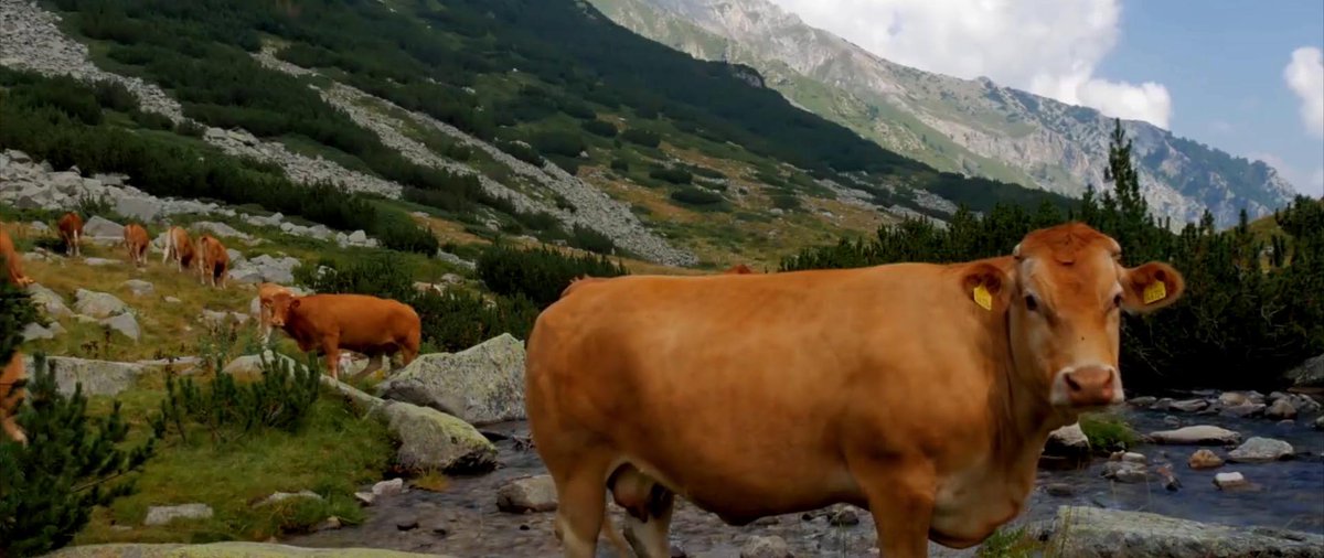 Este frame pertenece a uno de los proyectos que @Magnoentertainment tiene entre manos.  Nos han dicho que es bestial y no es por la linda vaquita.