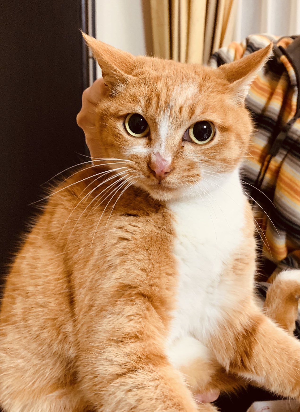تويتر 綾辻行人 على تويتر 起動 家に猫がいなくなってもう1年以上 猫成分が足りない 寂しい ので 先日の貴重な自由猫の写真をもう1枚 T Co T2lwlmcguh