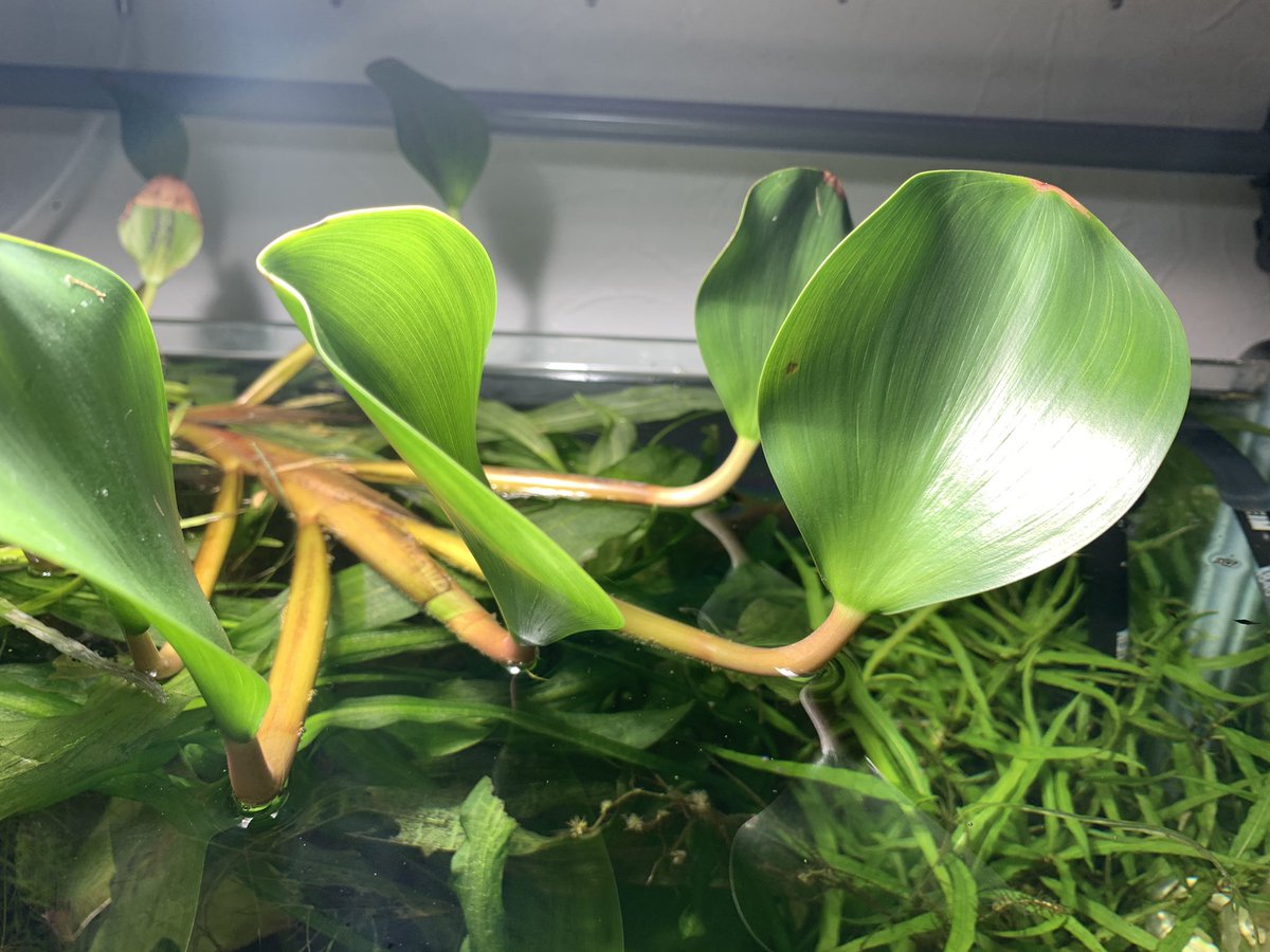 南米水草 Twitter પર હ શટ ગ