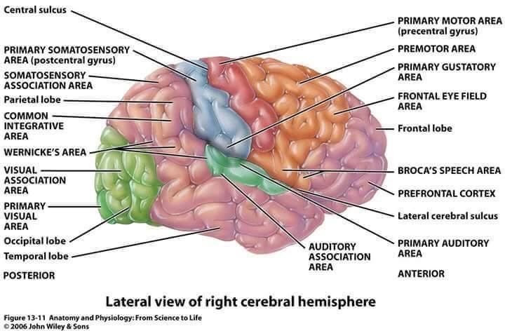 Field functions. Functional areas of the cerebral Cortex. Cerebral Cortex gyrus. Латерал мозг.