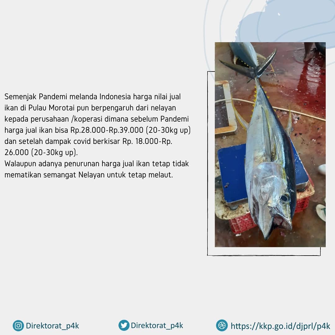 #KabarSKPTMorotai
Ada kabar nih dari Pulau Morotai #SahabatBahari

Anggota dari Koperasi Tuna Pasifik Desa Sangowo berhasil mendapatkan hasil tangkapan 1 Ton dalam sehari melaut dengan menggunakan kapal 3GT bantuan dari <a href="/kkpgoid/">KKP RI</a> .