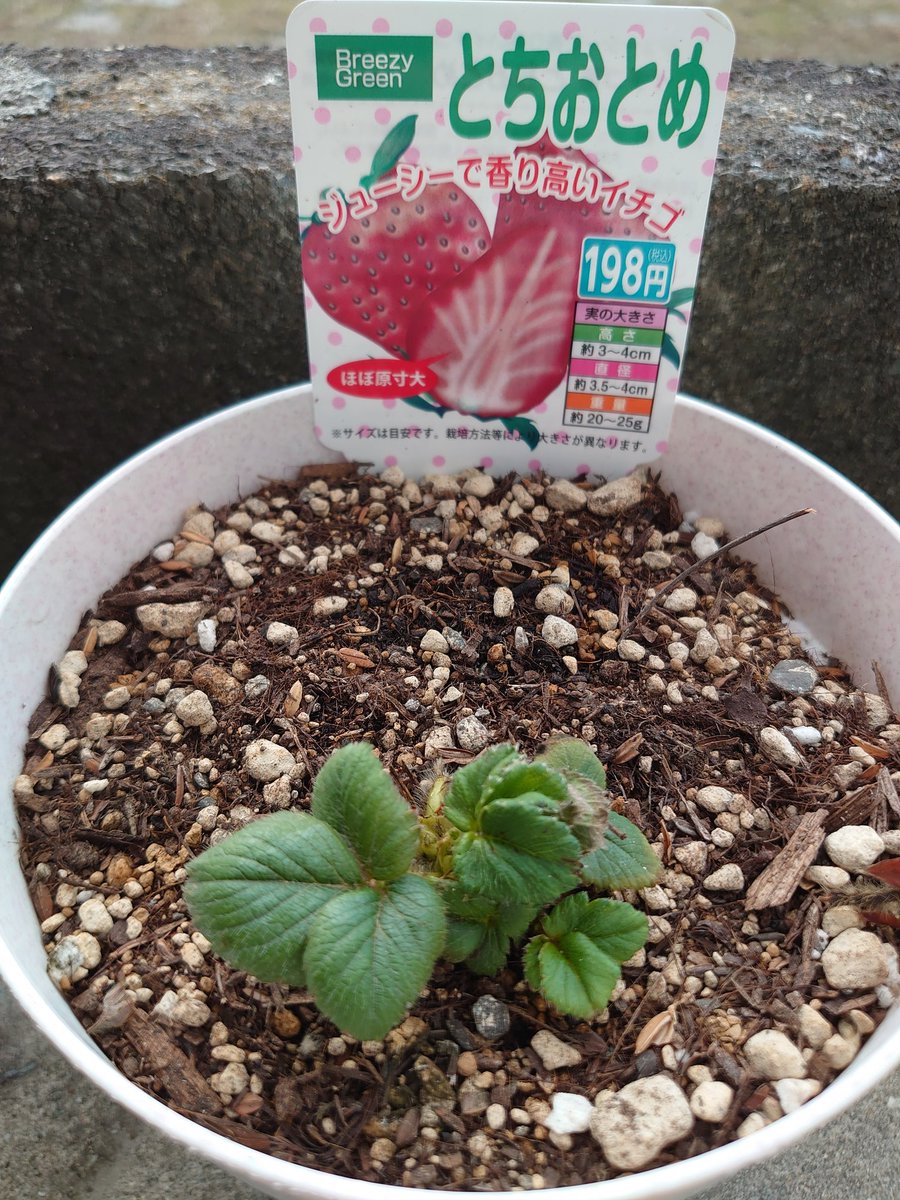 父さんの家庭菜園 とよのか とちおとめ成長日記 118日目 残り3苗 いつも土の乾き具合を見てる程度でしたが 気づけばカビだらけに 風通しが悪かったようです カビた葉や土を取り除き 防虫ネットも取り外して様子を見ます とても小さくなりました 父さんの家庭菜園 とよのか とちおとめ成長日記 118日目 残り3苗 いつも土の乾き具合を見てる程度でしたが 気づけばカビだらけに 風通しが悪かったようです カビた葉や土を取り除き 防虫ネットも取り外して様子を見ます とても小さくなりました