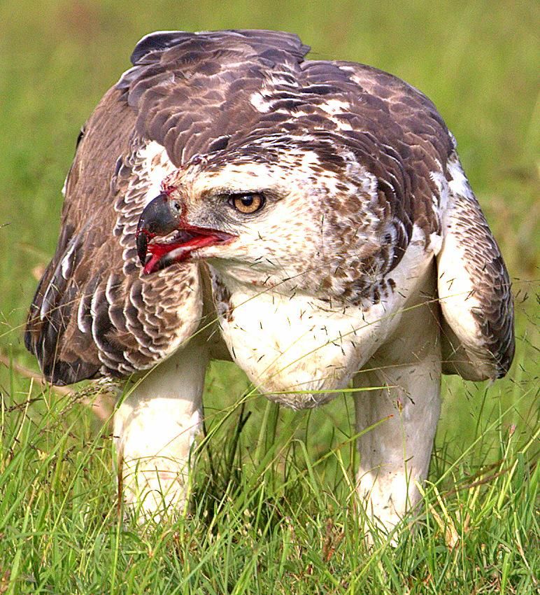 Roelof Schutte from Asilia Africa was recently treated to an incredible Martial Eagle sighting in the Mara Naboisho Conservancy. He watched this subadult kill a young Thomson's Gazelle. Thank you Roelof for sharing these stunning photos with us. #martialeagle #asiliafrica