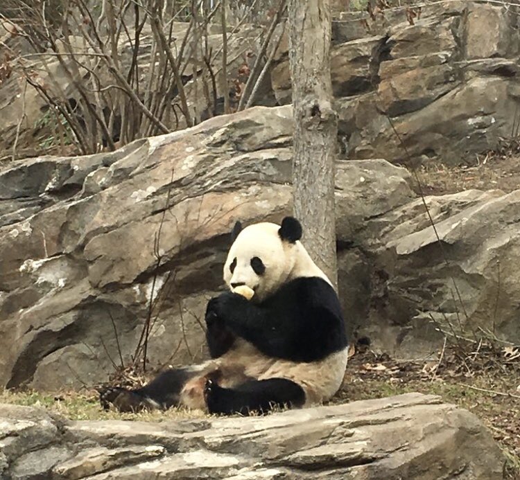 CharmCityPanda's tweet photo. Four years ago today ❤️🐼🐼🐼 saying goodbye to my #SoulBear and watching the #BestBear playing with mom. @pinkypanda0823 @houseofcubs @GAGA_and_MDNA @DodgerAmes @MommyMei98 https://t.co/yIGS0CPgIa