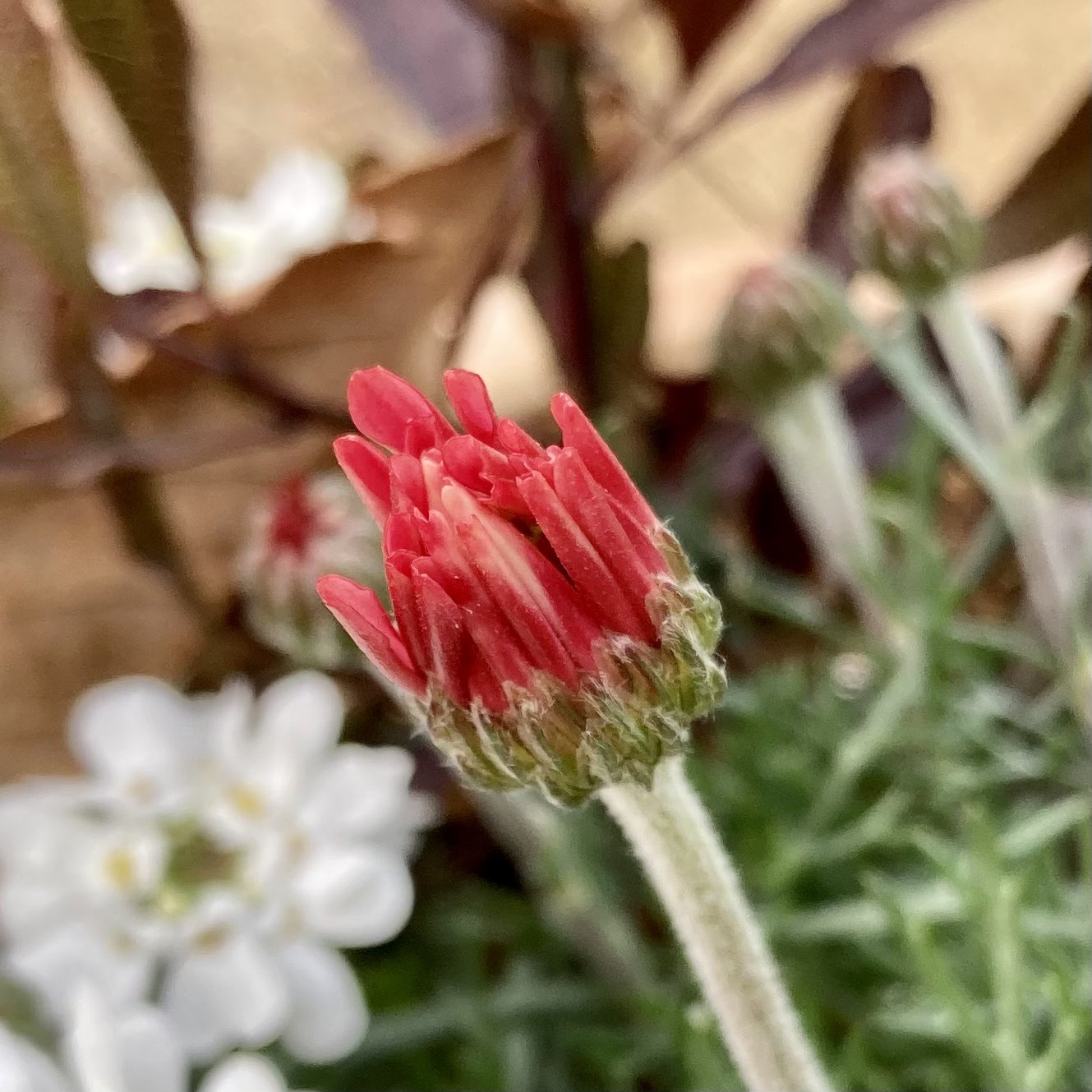 ローゼンセマム Twitter Search Twitter