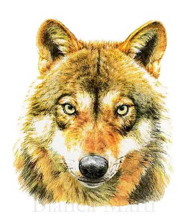 Blanca Martí, is probably one of the most prolific and high skilled artists ever seen, it was a really hard time choosing only 4 images for this thread.I think that her results are the answer to why scientific illustration can be way better than photos. https://www.blancamarti.com/&nbsp;