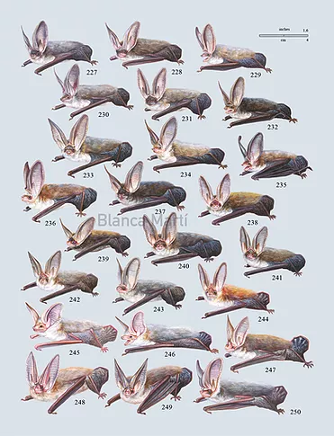 Blanca Martí, is probably one of the most prolific and high skilled artists ever seen, it was a really hard time choosing only 4 images for this thread.I think that her results are the answer to why scientific illustration can be way better than photos. https://www.blancamarti.com/&nbsp;