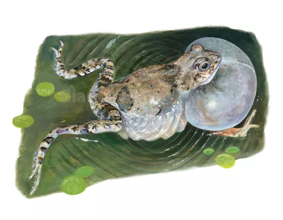 Blanca Martí, is probably one of the most prolific and high skilled artists ever seen, it was a really hard time choosing only 4 images for this thread.I think that her results are the answer to why scientific illustration can be way better than photos. https://www.blancamarti.com/&nbsp;