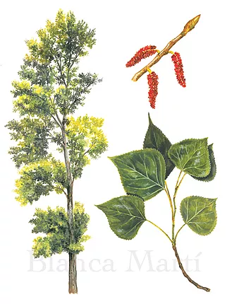 Blanca Martí, is probably one of the most prolific and high skilled artists ever seen, it was a really hard time choosing only 4 images for this thread.I think that her results are the answer to why scientific illustration can be way better than photos. https://www.blancamarti.com/&nbsp;