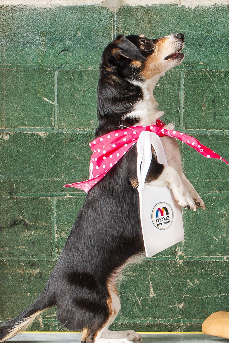 MoxiePrint's tweet image. This year Layla, has been &quot;hired&quot; as part of @nashvillehumane &amp;amp; @tinybutmightyfund Unleashed Woof(Work)Force! Please join me and my Team in raising money for this amazing cause: give.classy.org/Unleashed2021L….. #unleashed2021