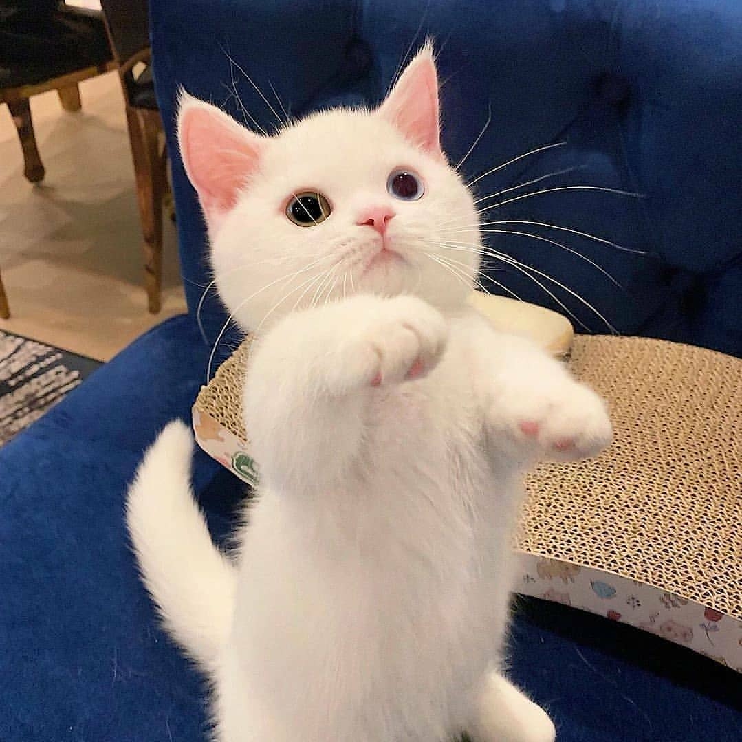 ShouldHaveCat's tweet image. 