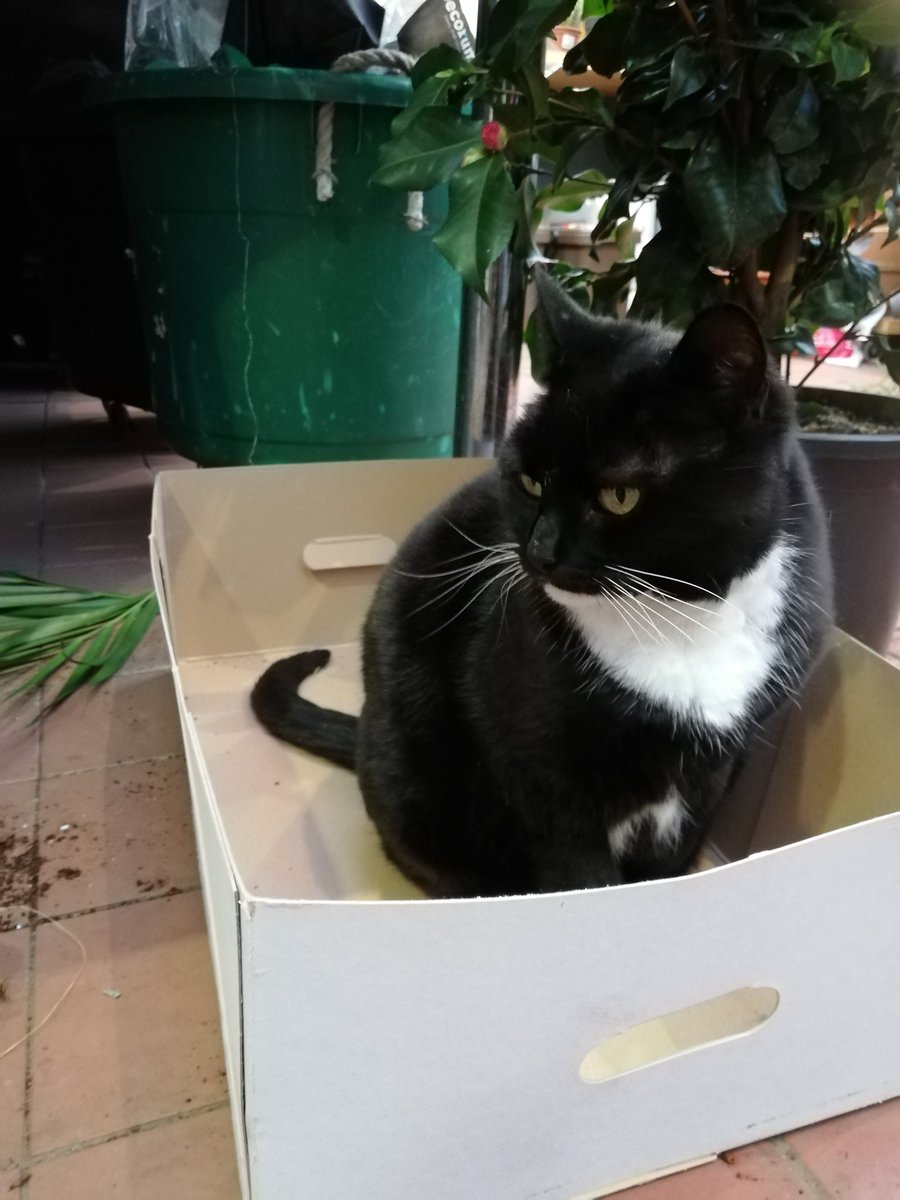 _L_McArthur's tweet image. It&apos;s important to check boxes before they are recycled #catsinboxes #CatsOfTwitter #boxtest #busyday #catswithjobs #gardencentre