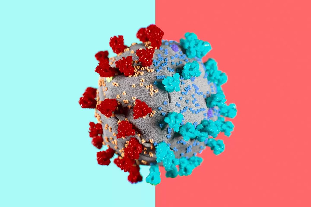 JUST ONE PERSON—UK  scientists think one immunocompromised person who cleared virus slowly & only partially wiped out an infection, leaving behind genetically-hardier viruses that rebound & learn how to survive better. That’s likely how  #B117 started.   https://www.wired.co.uk/article/chronic-infection-uk-coronavirus-variant