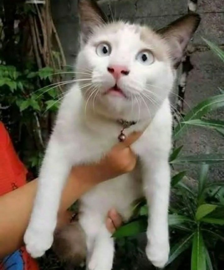 sameerk40771089's tweet photo. my cute cate https://t.co/9vYqulH1qE
