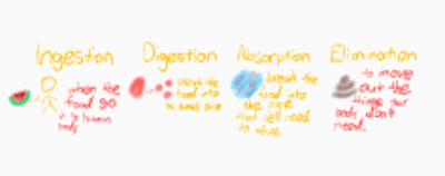 I love using #sketchnotes with my English Learners! Combining written facts with visuals definitely helps my students understand what they're learning (and it's fun). Here are some of their notes on the circulatory, respiratory, and digestive systems . #ewlearns
