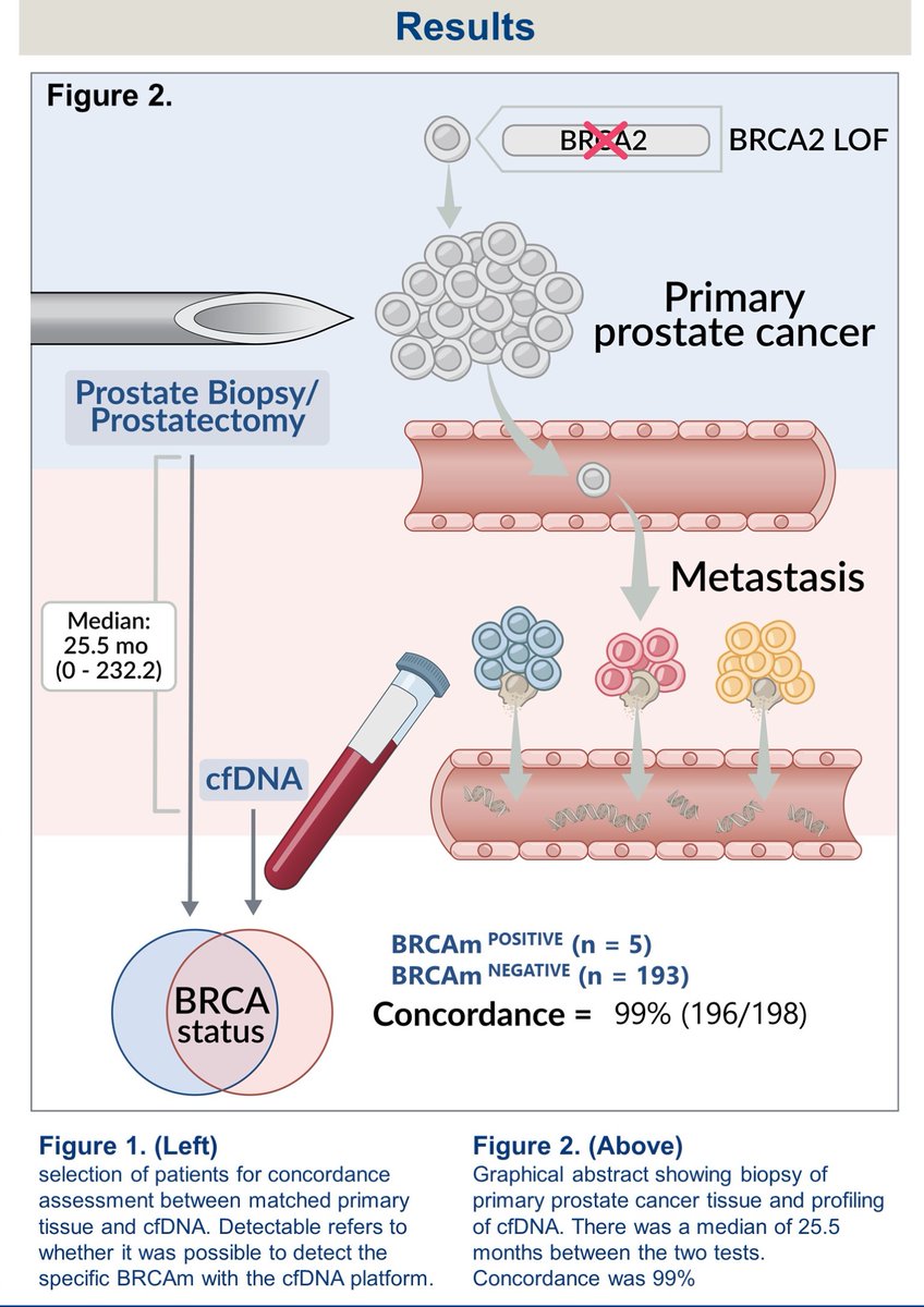 Interesting analysis by <a href="/TRMcFar/">Taylor McFarland</a> <a href="/neerajaiims/">Neeraj Agarwal, MD, FASCO</a> suggest somatic BRCA mutation as early event in ontogeny of #prostatecancer #pcsm #GU21 <a href="/ASCO/">ASCO</a> bit.ly/2LHYowR 98% concordance on comprehensive genomic profiling of primary prostate tissue &amp; cfDNA at median 23.6 mos difference