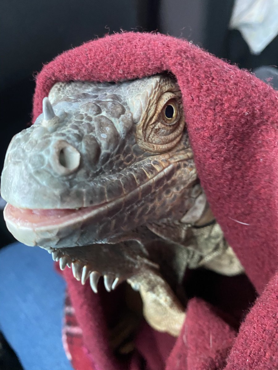 GeoffLil's tweet image. Our scaly sister Bela went to da vets. 
We reckon she looks like ET☺️