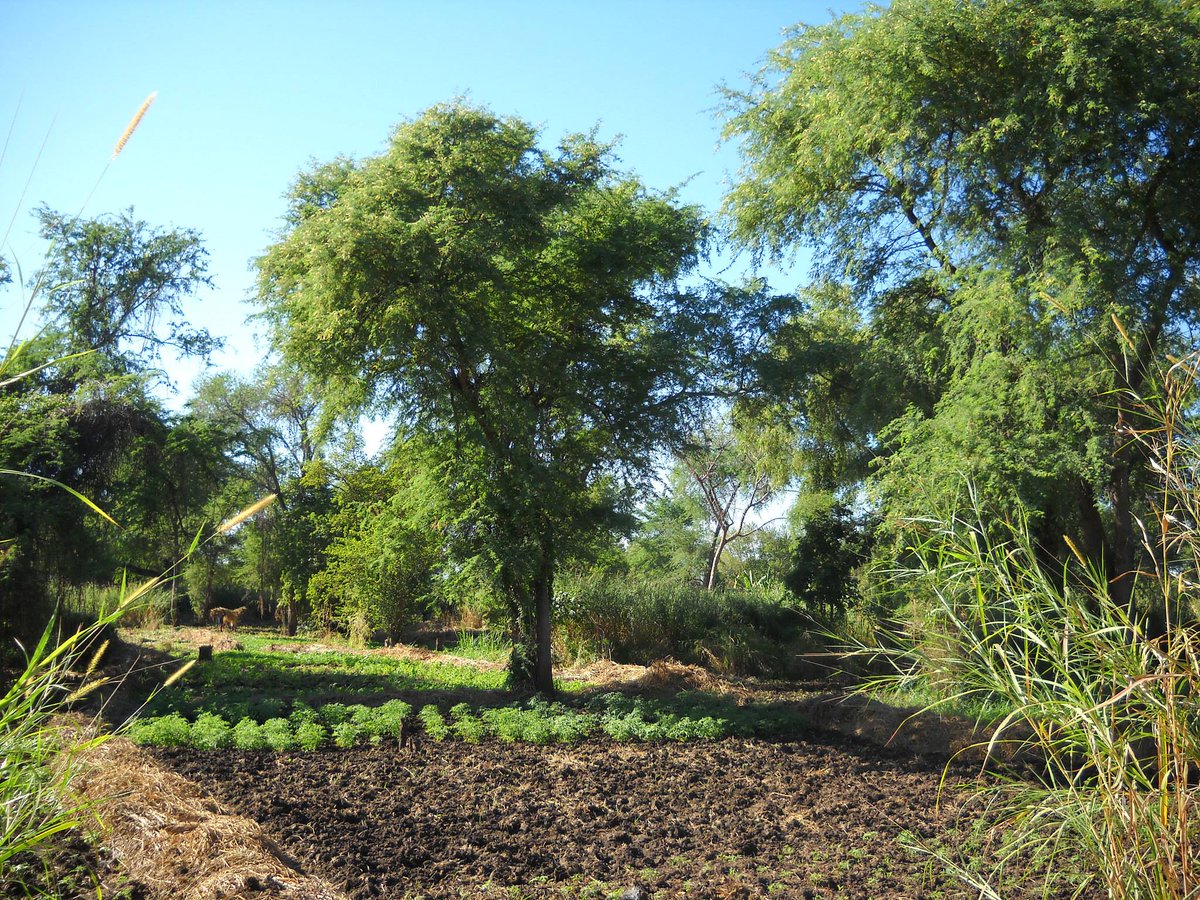 There is #NothingBetterThanATree to sequester carbon from the atmosphere!
Check out our Agroforestry Species Switchboard, a “one-stop-shop” tree species reference and selection guide: goo.gl/jmRrBT