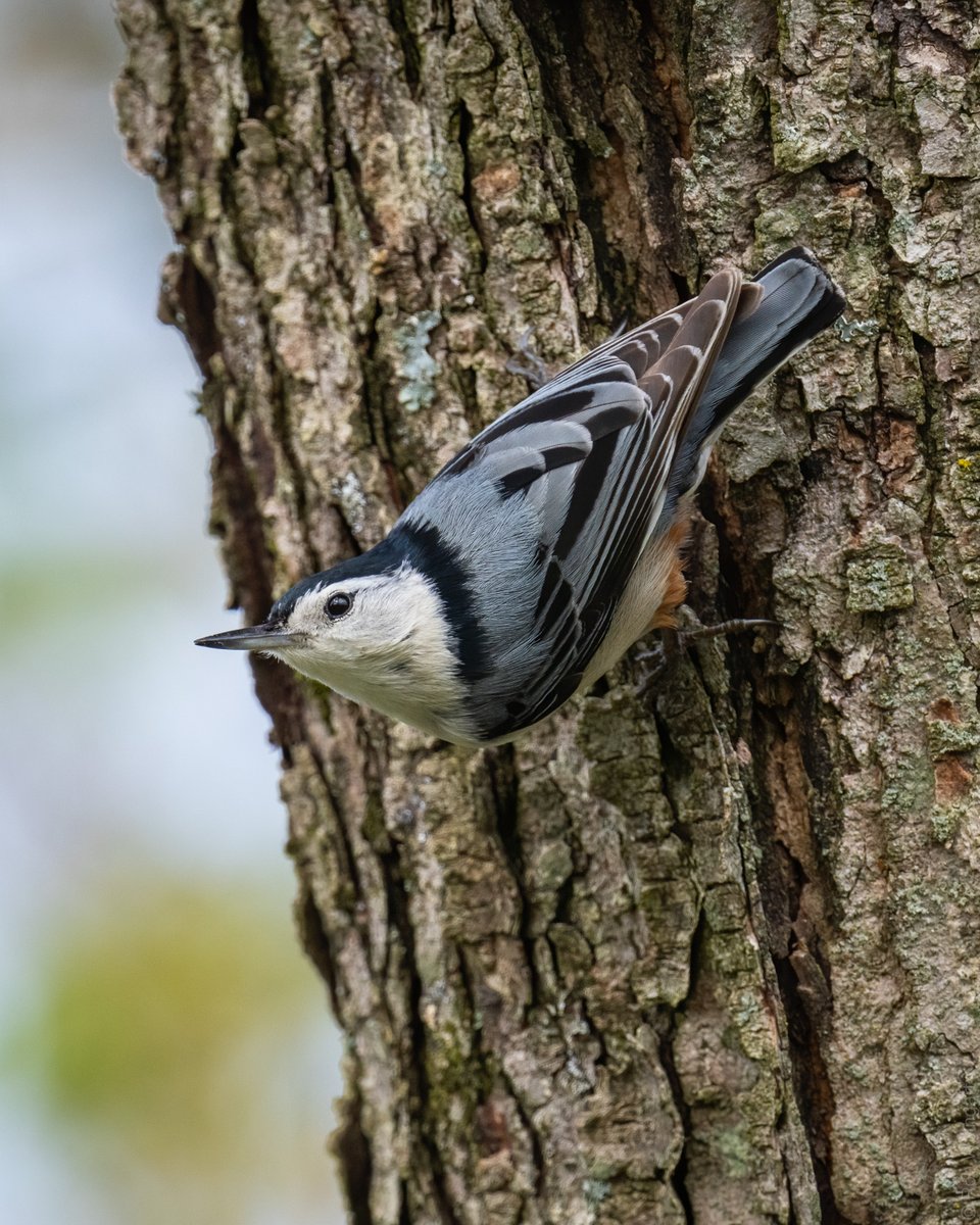 White-Breasted Nuthatch - #TBT Spring 2020

#whitebreastednuthatch #nuthatch #classicpose
#wildlife #wildlifephotography #birding #birdtwitter #birdtonic