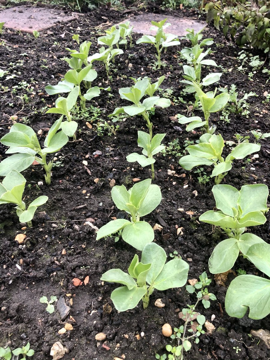 DanRunning's tweet image. Another year another crop of broad beans growing over winter.