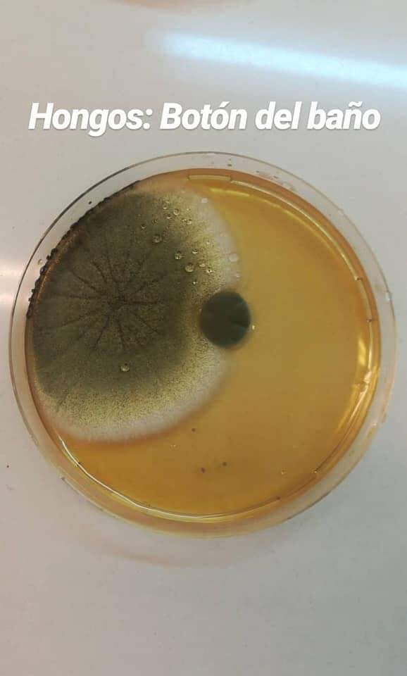 mICROBIOsh's tweet image. 🧫Mira los microorganismos con las que a diario convivimos y a simple vista no las vemos, pero siempre están ahí.