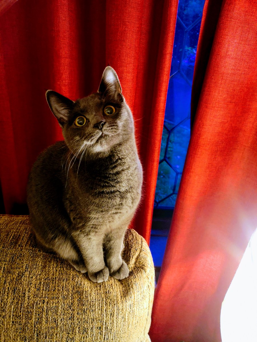 Philippa Hoskins tweet media