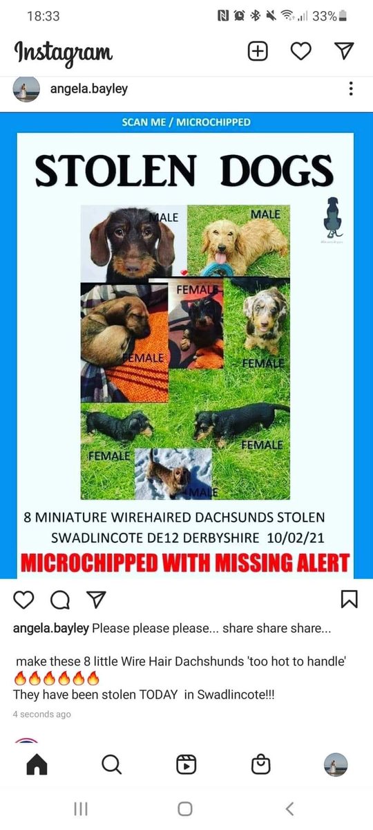 @dedicatedtodachshundswithivdd (@dedicatedtodac1) on Twitter photo <a href="/Nicole_Appleton/">Nicole Appleton</a> Please can you retweet this for us. These #dachshunds were stolen and the whole dachshund community it trying to help thank you ๐๐พ๐๐ป๐ <a href="/Nicole_Appleton/">Nicole Appleton</a> Please can you retweet this for us. These #dachshunds were stolen and the whole dachshund community it trying to help thank you ๐๐พ๐๐ป๐